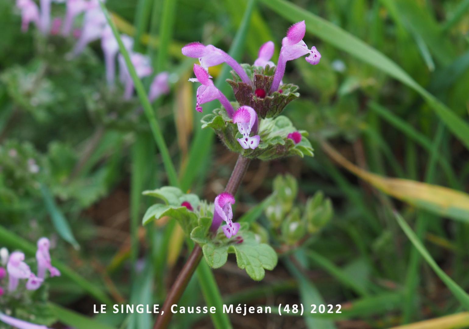 Henbit